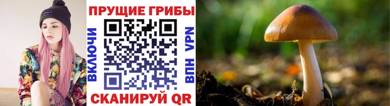 как найти закладки Краснозаводск Псилоцибиновые грибы Cubensis